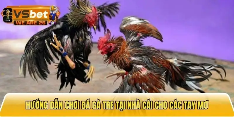 Cách chơi đá gà cho các tay mơ chưa có nhiều kinh nghiệm