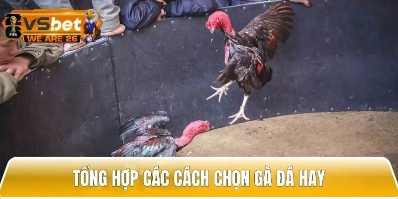 Cao thủ chia sẻ các cách để chọn gà đá hay hiệu quả