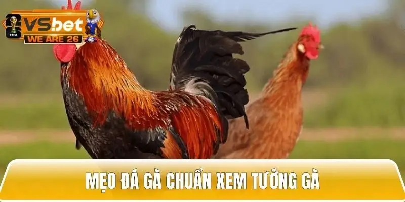 Ưu tiên lựa chọn những gà chiến có thể lực tốt