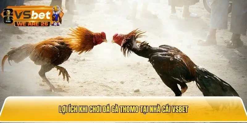 Những lợi ích khi chơi đá gà Thomo