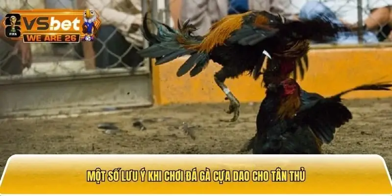 Lưu ý cho tân thủ khi chơi đá gà cựa dao