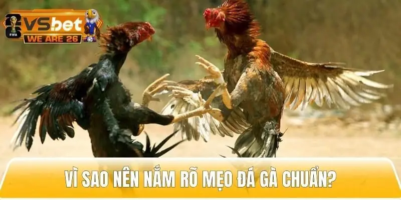 Lý do người chơi nên tìm hiểu về mẹo đá gà chuẩn