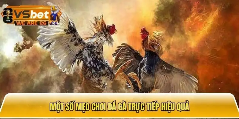 Chia sẻ một số mẹo chơi đá gà hay