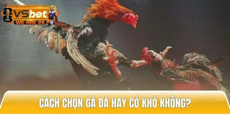 Những điều cần biết về cách chọn gà đá hay