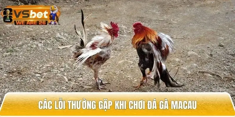Chia sẻ các lỗi thường gặp khi chơi đá gà Macau