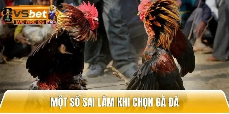Một số những sai lầm khi chọn gà đá hay