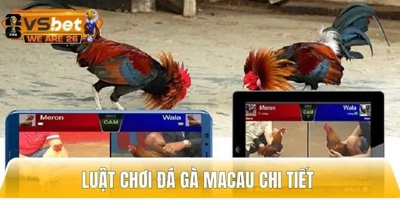 Quy định về luật chơi đá gà chi tiết từ A - Z cho người mới
