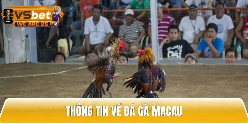 Đôi nét về đá gà Macau