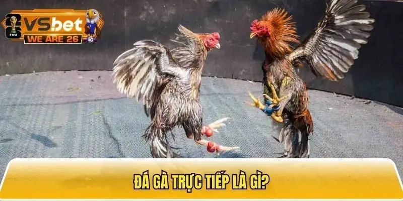 Đá gà trực tiếp là loại hình đá gà được nhiều kê thủ ưa chuộng
