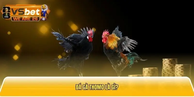 Đá gà Thomo là loại hình rất được ưa chuộng tại các sảnh nhà cái